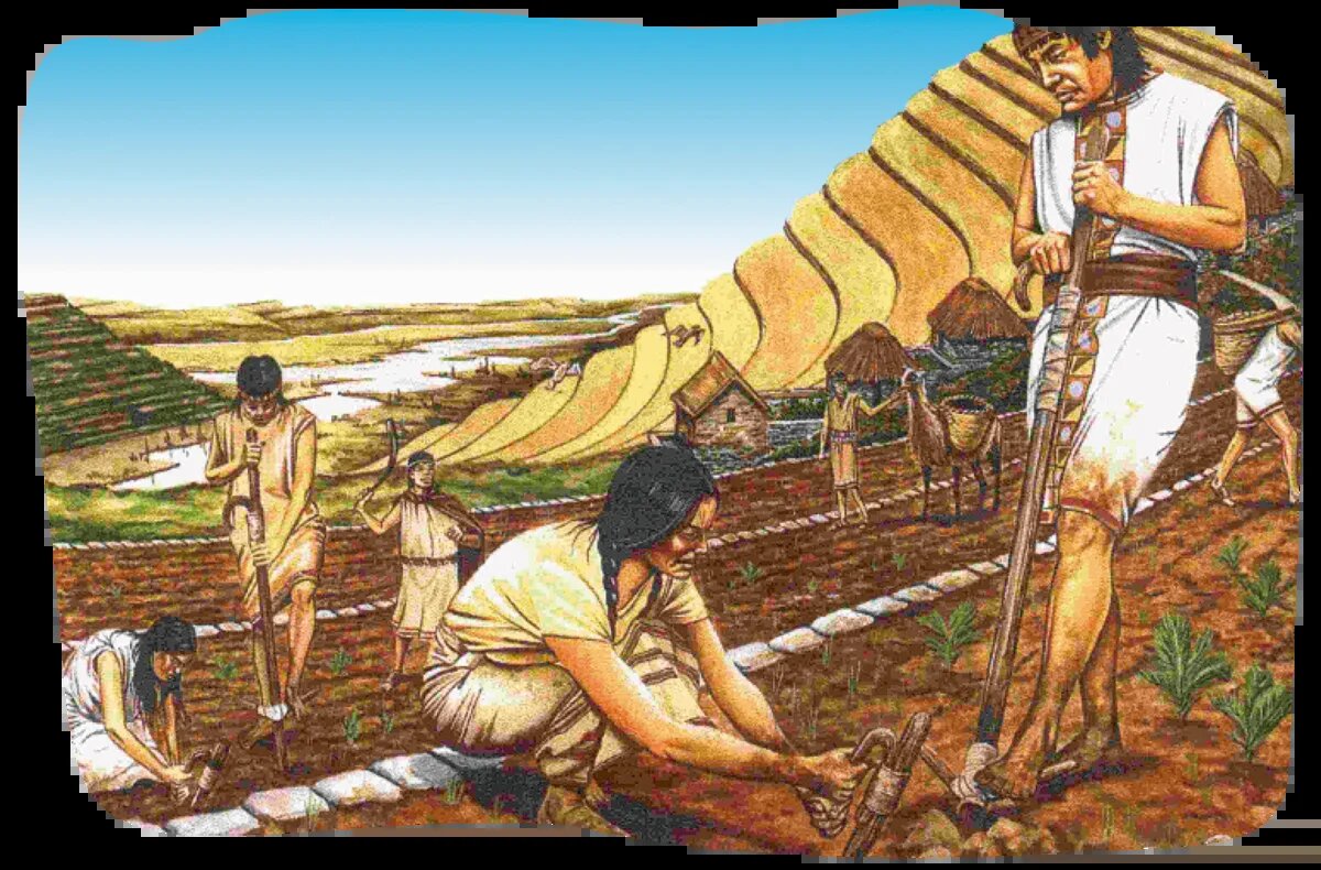 Империя инков сельское хозяйство