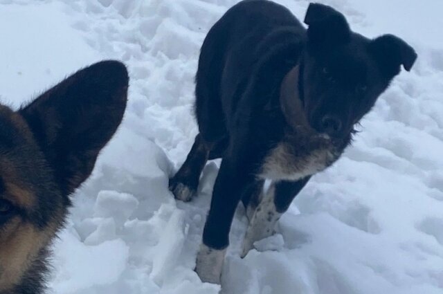    Фото: Инициативная группа по защите животных г. Твери