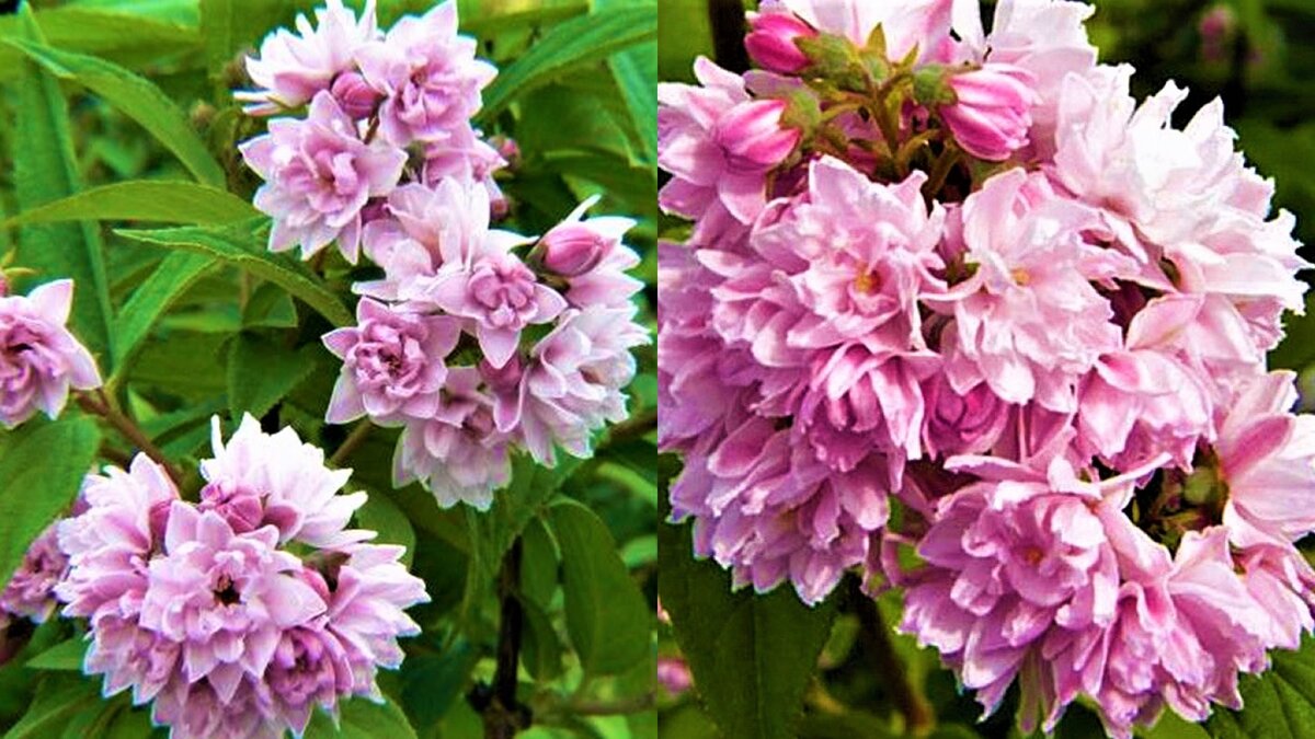 Неприхотливый кустарник с невероятно обильным цветением! | GardenLife ...