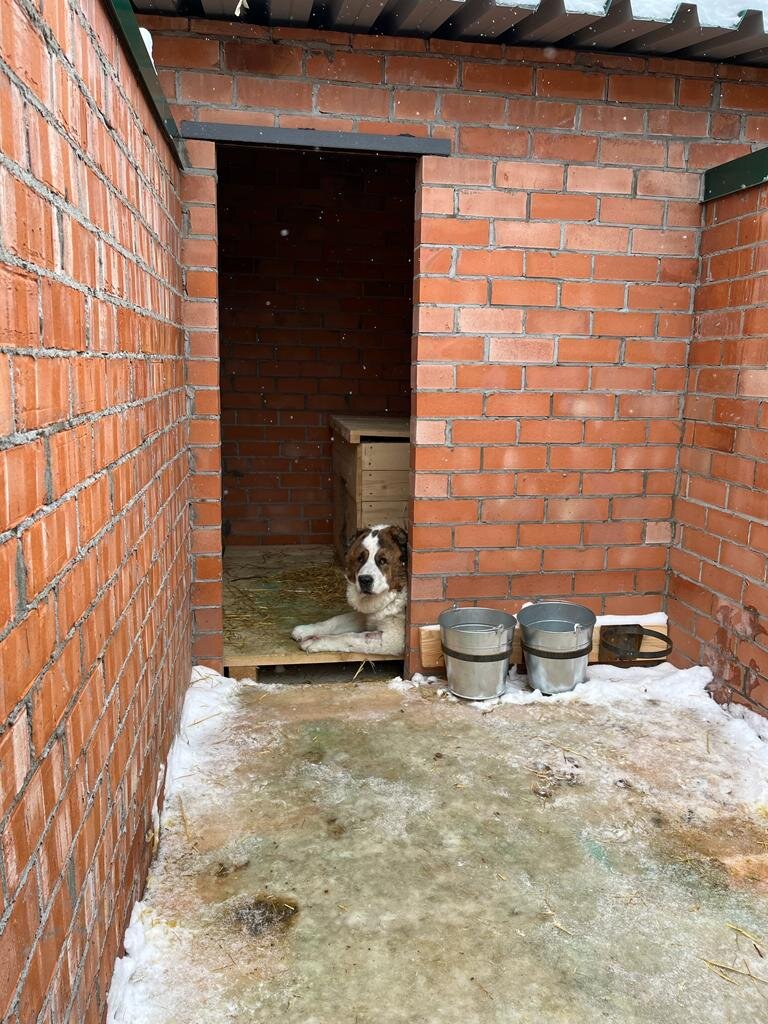 Выгульная часть