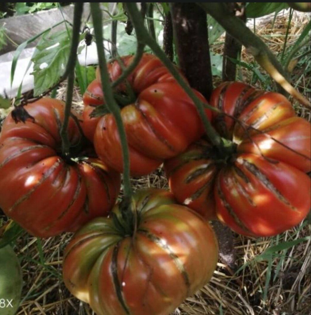 Казённая заимка. Сорт народно- любительской селекции.