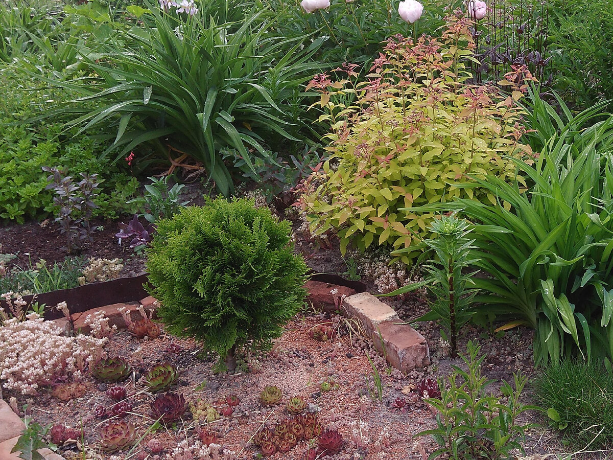 Первая туя "Даника" на даче, весна 2017