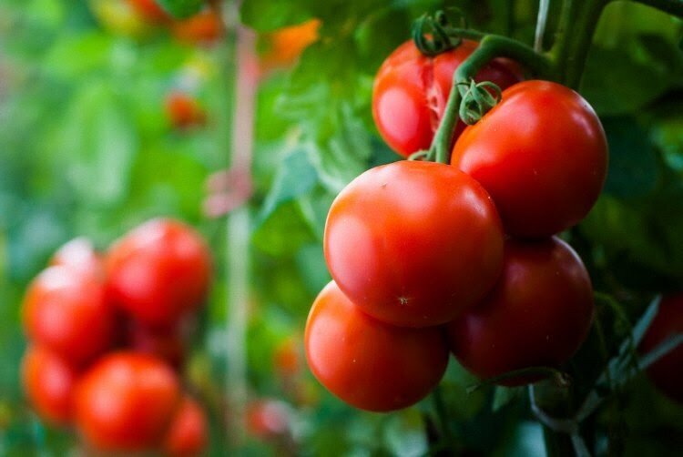 Лучший срок посадки томатов на рассаду: не перерастают, не вытягиваются, быстро приживаются. Раз запомнить - себе жизнь упростить и рассаде
