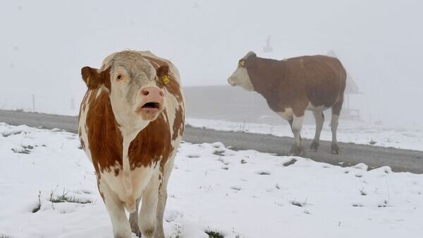    © AP Photo / Kerstin Joensson