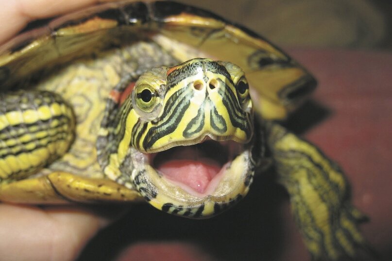 Почему красноухая черепаха пытается постоянно выбираться из аквариума