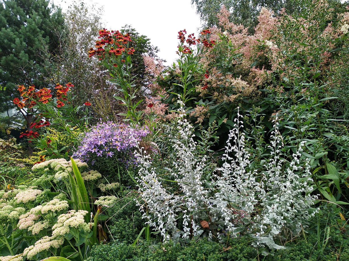 Полынь Пурша (Artemisia purshiana)