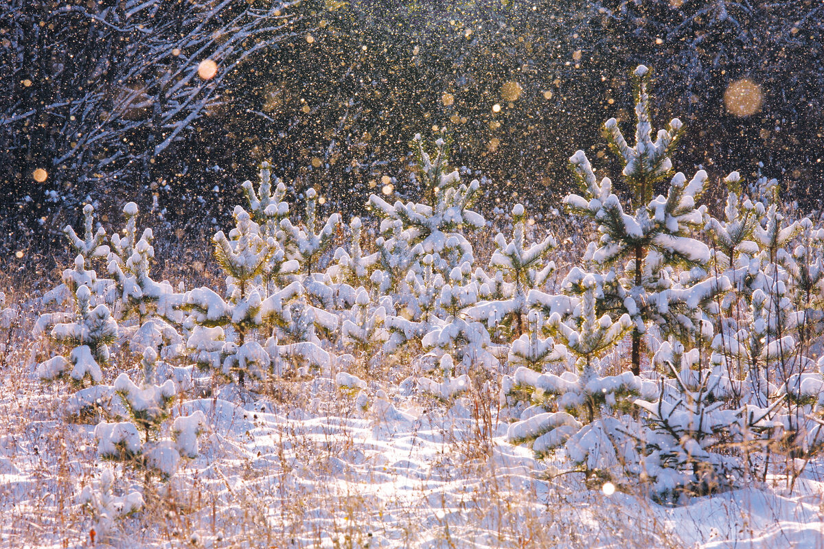 Снегопад на рассвете. Фото Елены БЕЛОЗОРОВОЙ.