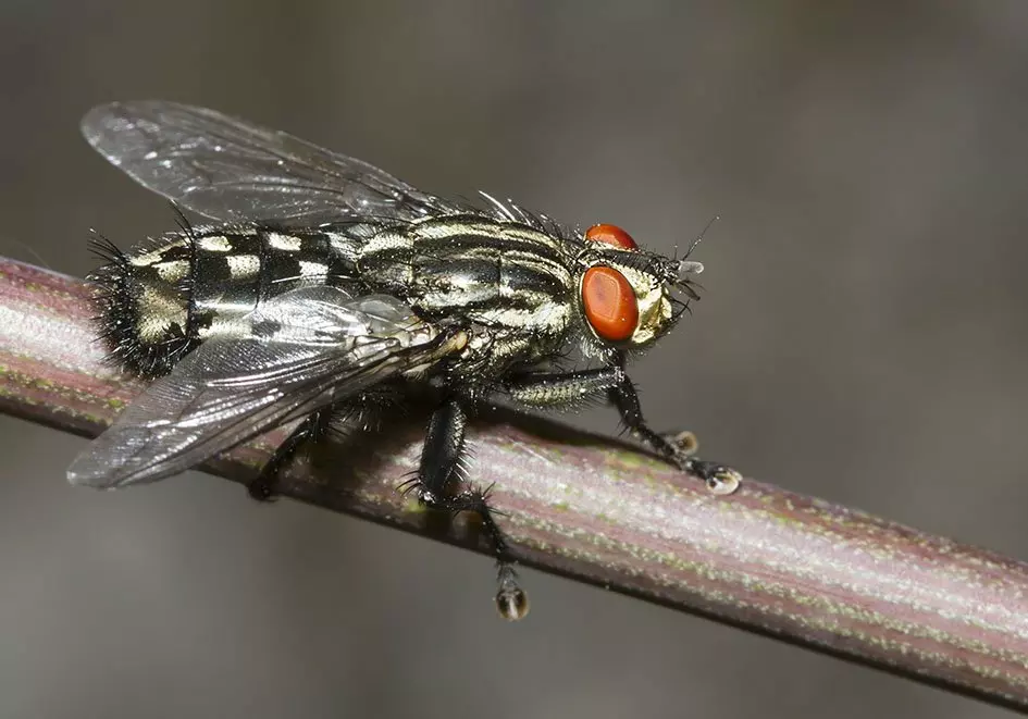 серая падальная муха. серые мухи с красными глазами. слепень сибирский. серые мухи с красными глазами. муха с серыми глазами.