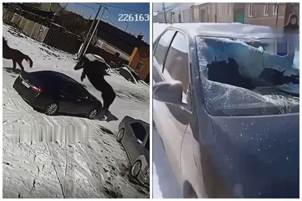     Лошадь не рассчитала силы и приземлилась на капот иномарки. Фото: стоп-кадр видео