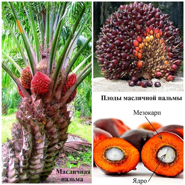 Это масличная пальма. Пальмовое масло - это сырье, из которого получают пальмовый жир. Это один из самых распространенных и дешевых ингредиентов в пищевой промышленности, используемый в производстве многих продуктов.