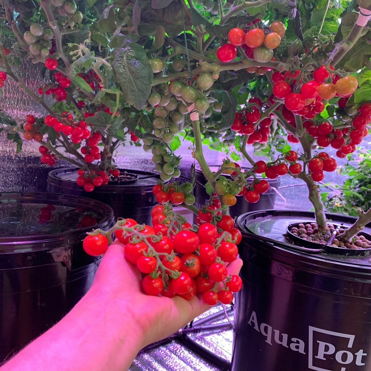 Урожай томатного дерева под фитолампой 2020-2021