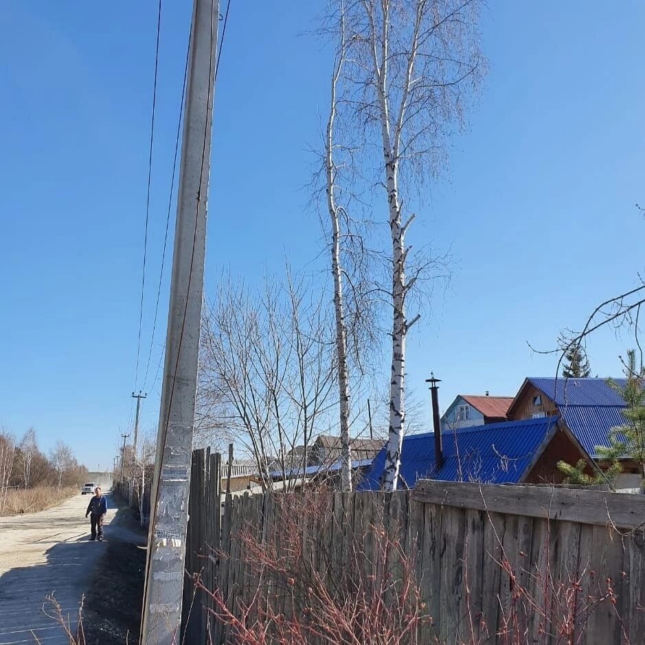 2 берёзки