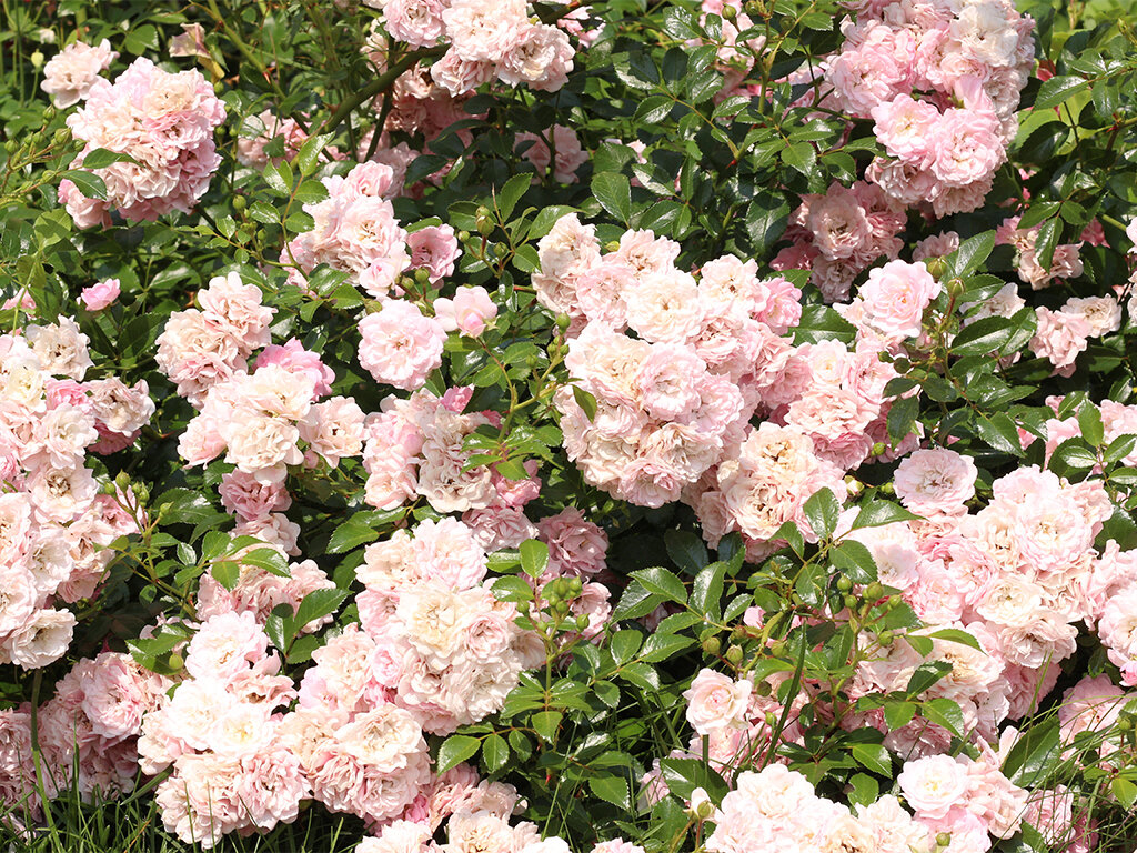 Из личного архива роза Зе Фейри