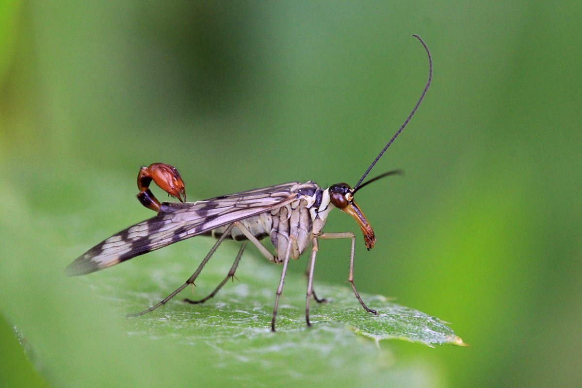 Настоящие скорпионницы или скорпионовые мухи (Panorpidae) – не так страшен  чёрт, как его малюют. | Paleo-end-arthropods (Доисторическая фауна и  членистоногие) | Дзен