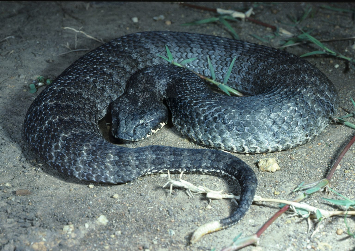 Гадюкообразная смертельная змея: Австралийская драма. Опасная рептилия стала жертвой атаки токсичных жаб