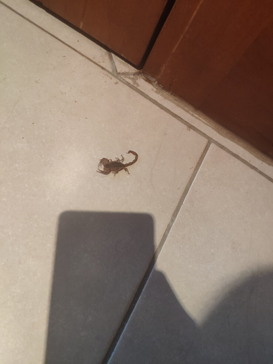 Не обманывайся его размерами, это совсем не милая зверюшка