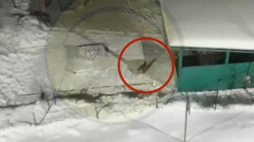     В жилом комплексе «Радужный», Зеленодольского района Татарстана, местные жители сняли на видео рысь. Видеозапись появилась в социальных сетях.