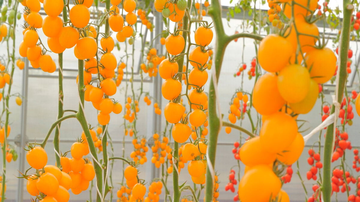 Мой топ самых сладких Черри. +Фото сортов | Дачный Угодник Виталий ...