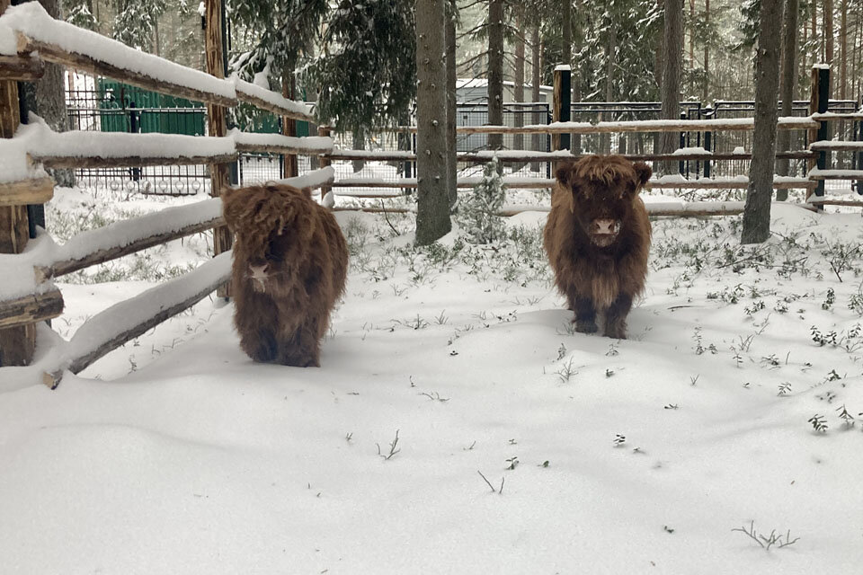    Хайленд. Фото предоставлено пресс-службой зоопарка.