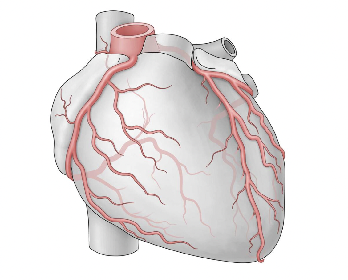 Коронарный. Коронарные артерии. Коронарная Вена сердца.