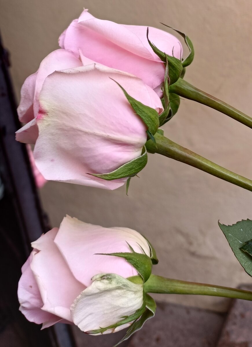 Розочки для Матронушки