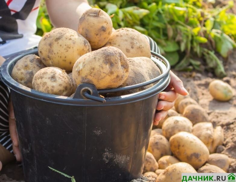 Как реанимировать картофель