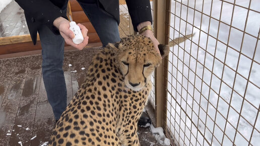 Мастер-класс по чистке ушей котикам. Ну в нашем случае гепарду) | I_am ...