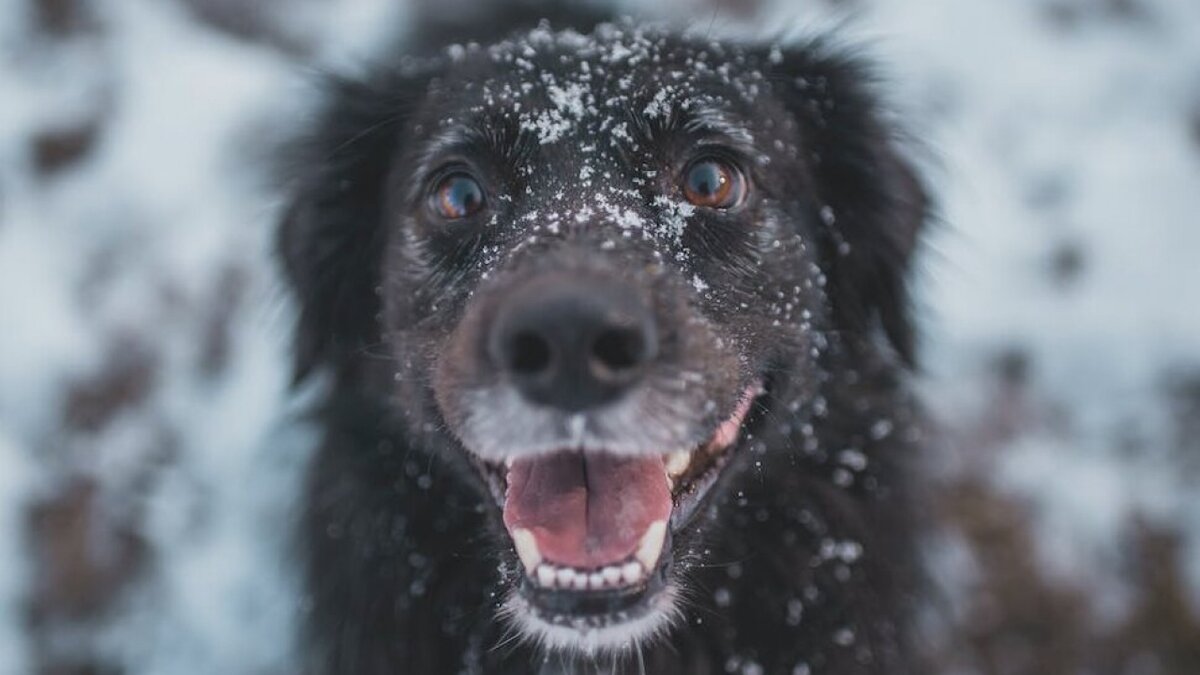    В Энгельсе собака вцепилась 7-летней девочке в лицо – чиновников администрации привлекут к ответуНовости Саратова и области – Сетевое издание «Репортер64»