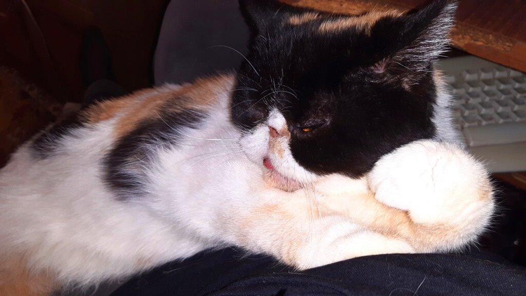 Наша Масяня