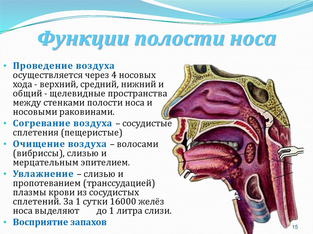 Проведение согретого очищенного воздуха в гортань. Дыхательная система носовая полость строение и функция. Носовая полость выполняет функцию. Органы дыхания строения функции носовая полость. Полость носа анатомия строение и функции.