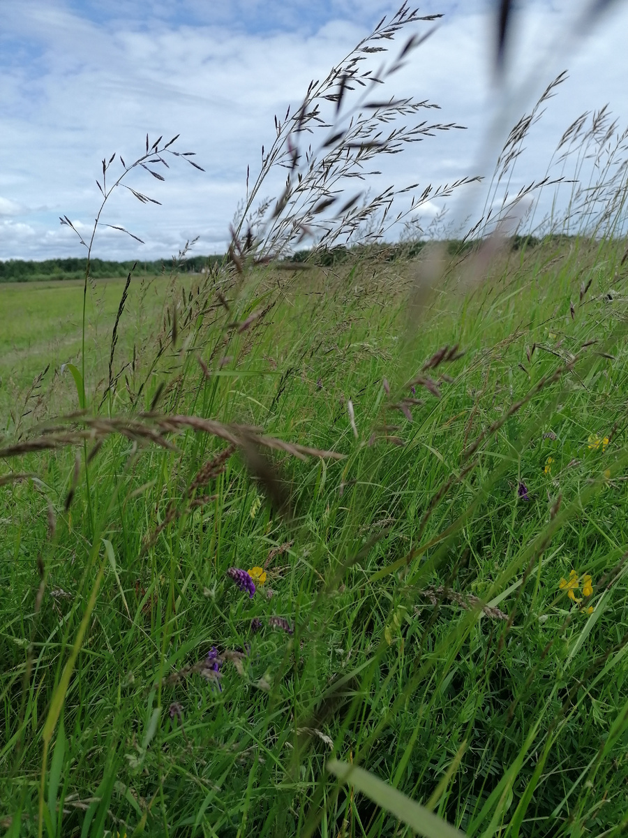 Родные поля