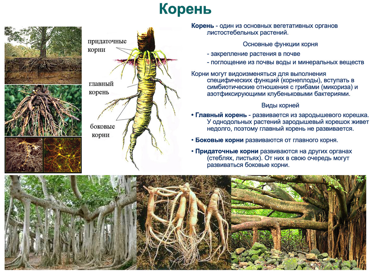 растительность корень раст фото 17