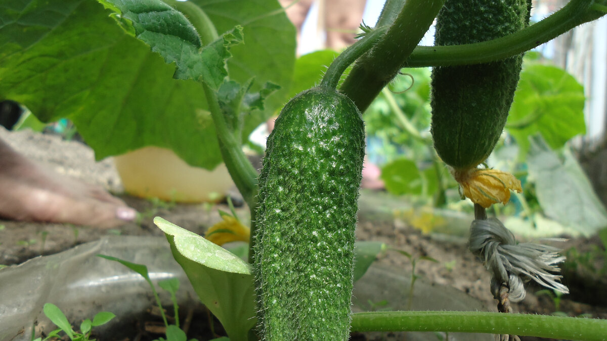 для получения раннего урожая