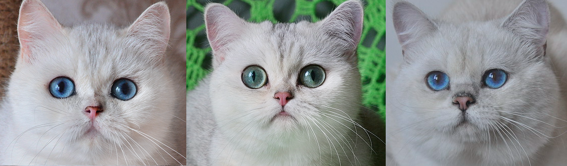 Слева - Надея, справа - ее отец, колор-пойнт Schoenweg Teodoro, в центре - ее мать Ermine Trace Olwen.