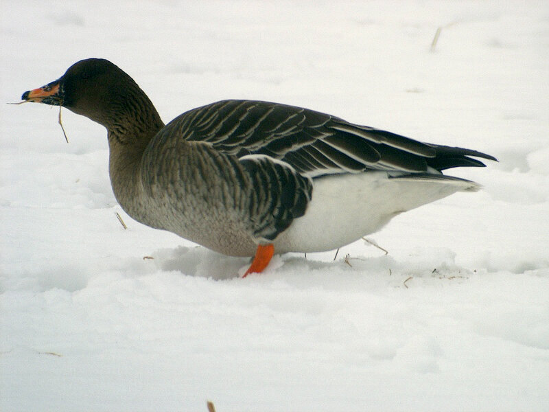ÐÐ²ÑÐ¾ÑÑÑÐ²Ð¾: Ãsa Berndtsson. TundrasÃ¤dgÃ¥s / Tundra Bean Goose, CC BY 2.0, https://commons.wikimedia.org/w/index.php?curid=36549183