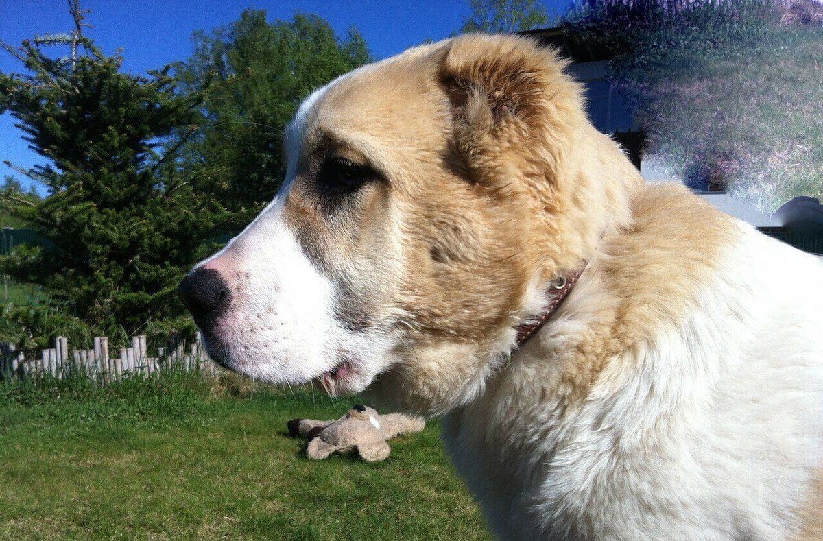 Фото из открытого доступа