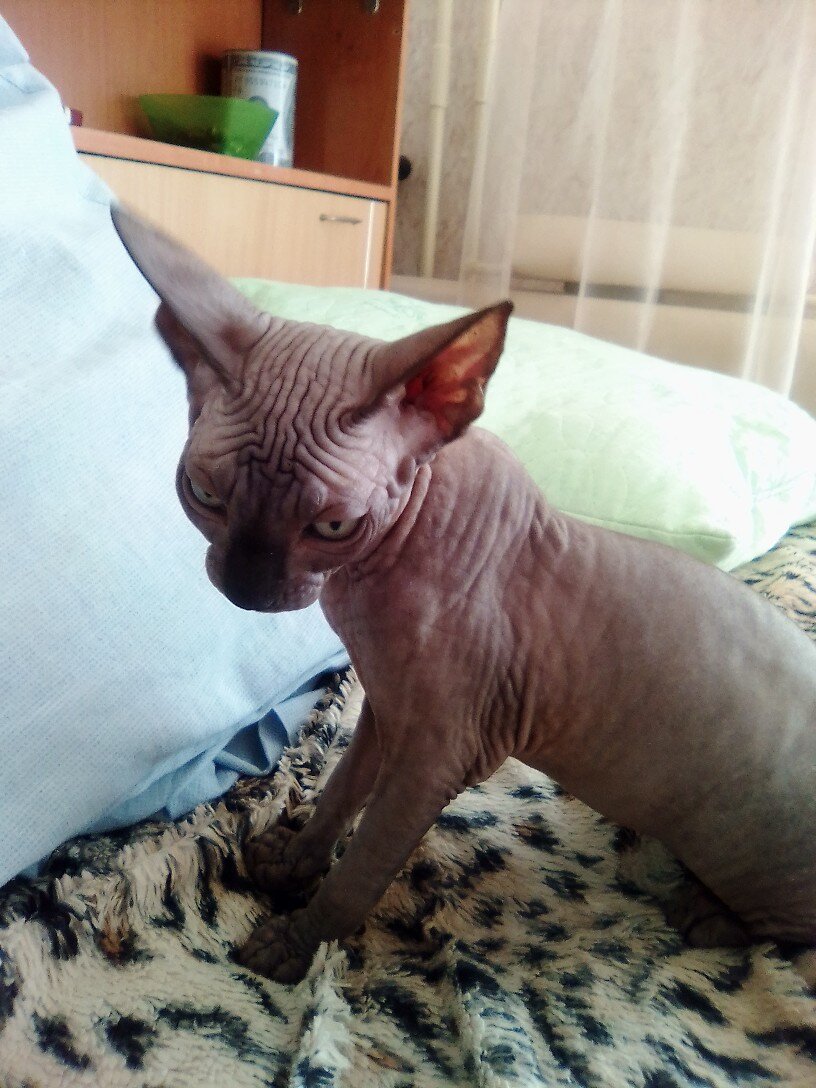 Юма, фото автора