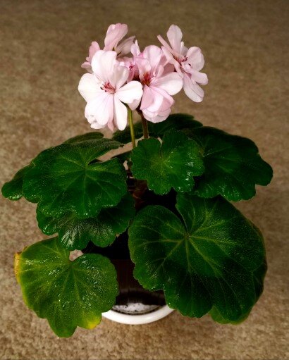 И это тоже я после тёплого дождичка