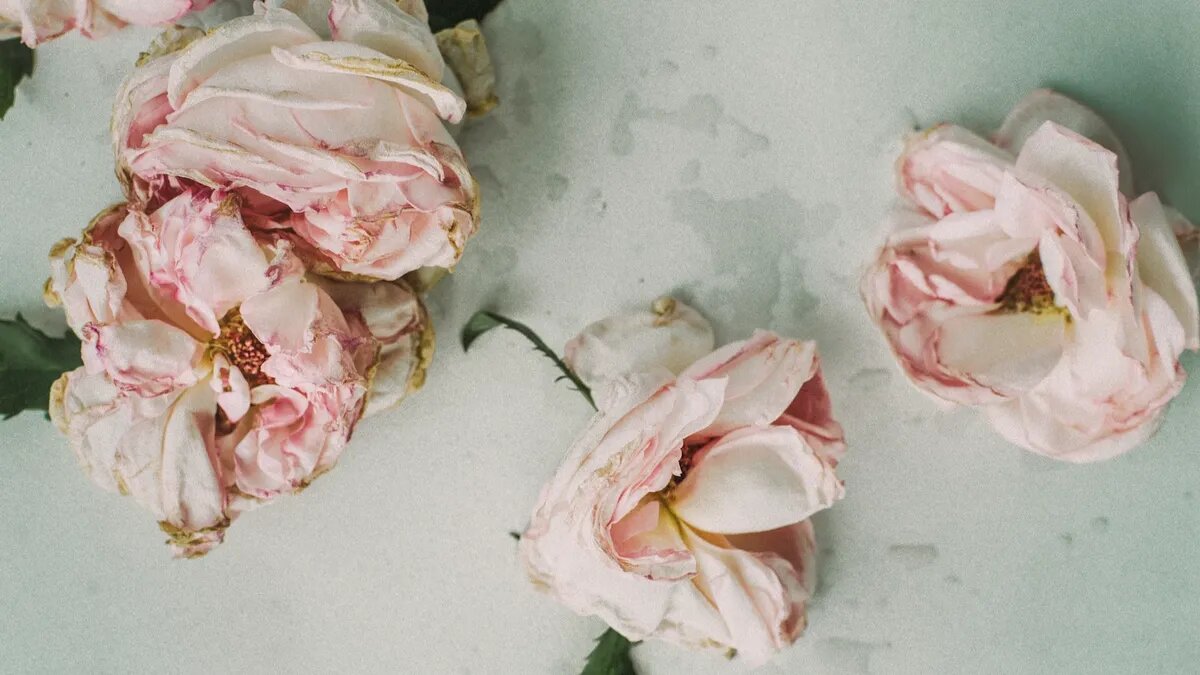 Всё живое обречено на увядание. Фото: unsplash.com