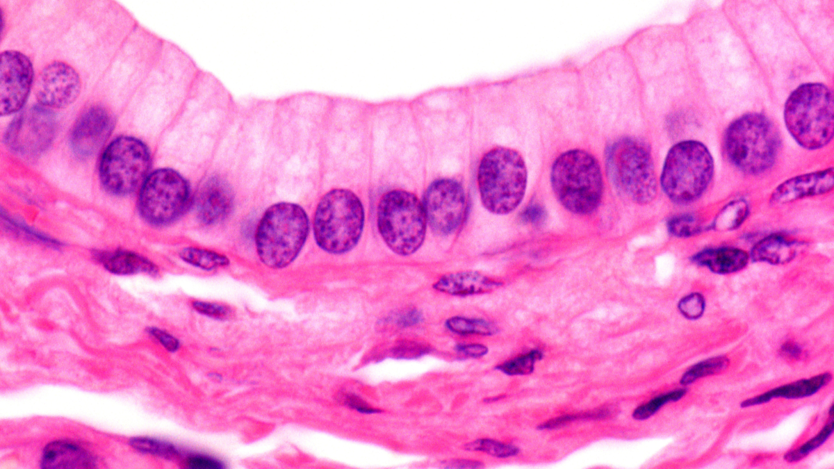железистый эпителий микрофотография. микропрепарат однослойный эпителий. железистый эпителий микропрепарат. микропрепарат кожного эпителия лягушки. железистый эпителий микроскоп.