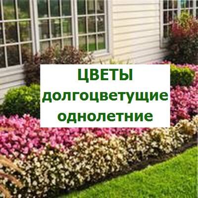 однолетние садовые цветы
