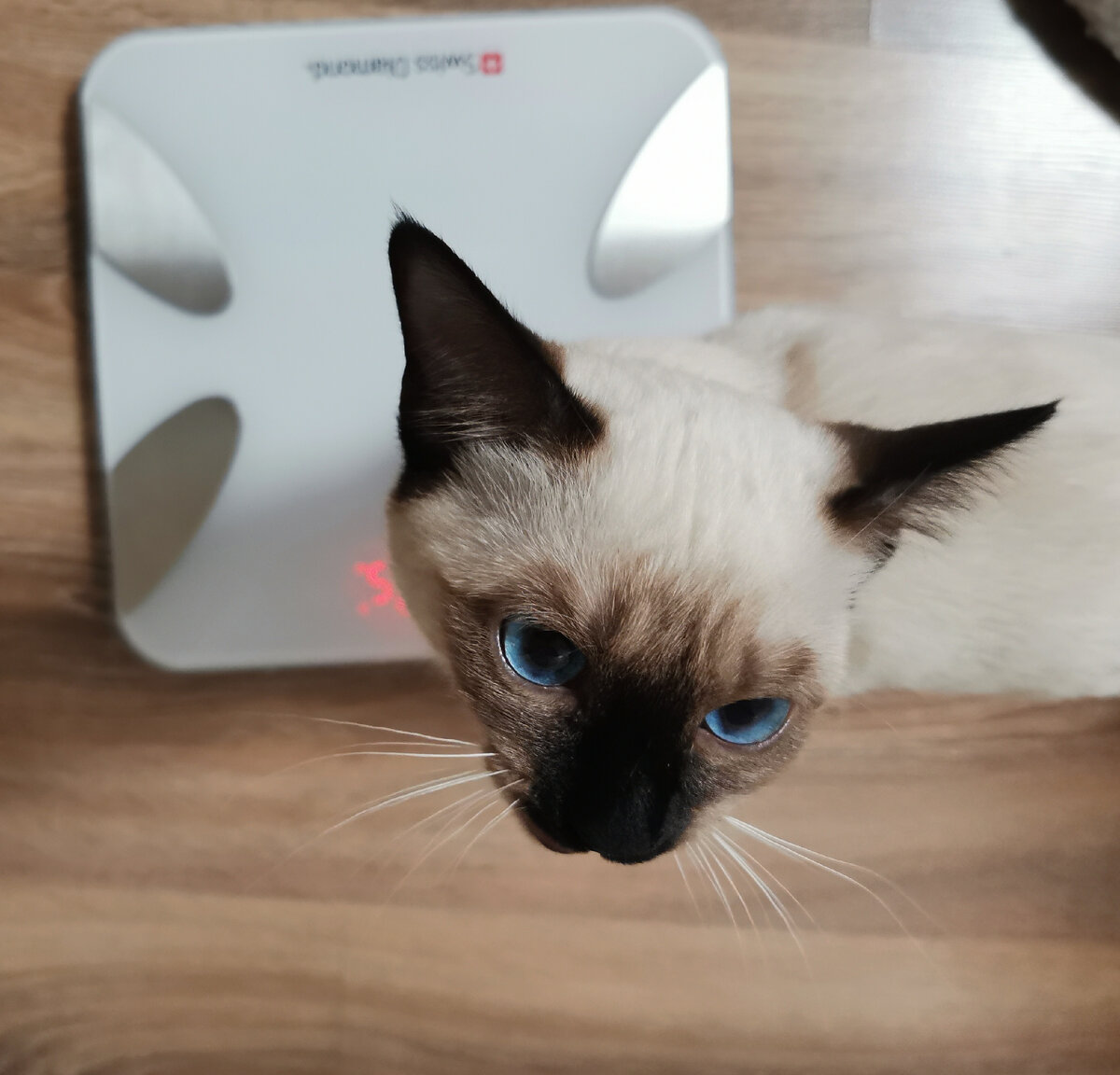 Марта проверяет мой вес) 