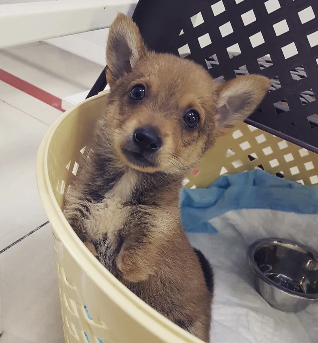 Томми по приезде 