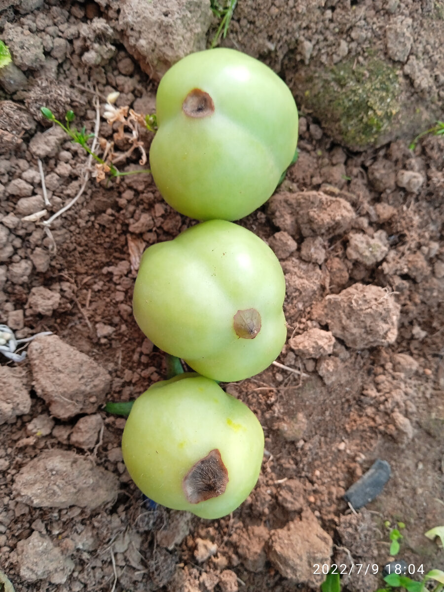 Вершинная гниль на плодах Красы Кургана