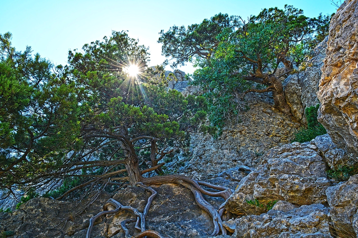 Лестница Тарзана на Караул-Оба. Фото 2018 г.    
Чтобы попасть из Ада в Рай, надо взобраться вверх по горной круче из беспорядочно наваленных камней. Поначалу кажется, что это непосильная задача для человека средних лет и таких же физических возможностей. Однако глаза боятся – а ноги делают! В конце подъёма путника ожидает приятный сюрприз – своеобразная лестница из мощных корневищ можжевеловых деревьев. Прыг да скок – и вот вы на вершине блаженства! 