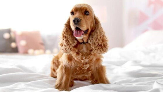    Дрессировщик назвал 2 породы собак с поведением, к которому владельцы часто не готовы Анастасия Романова