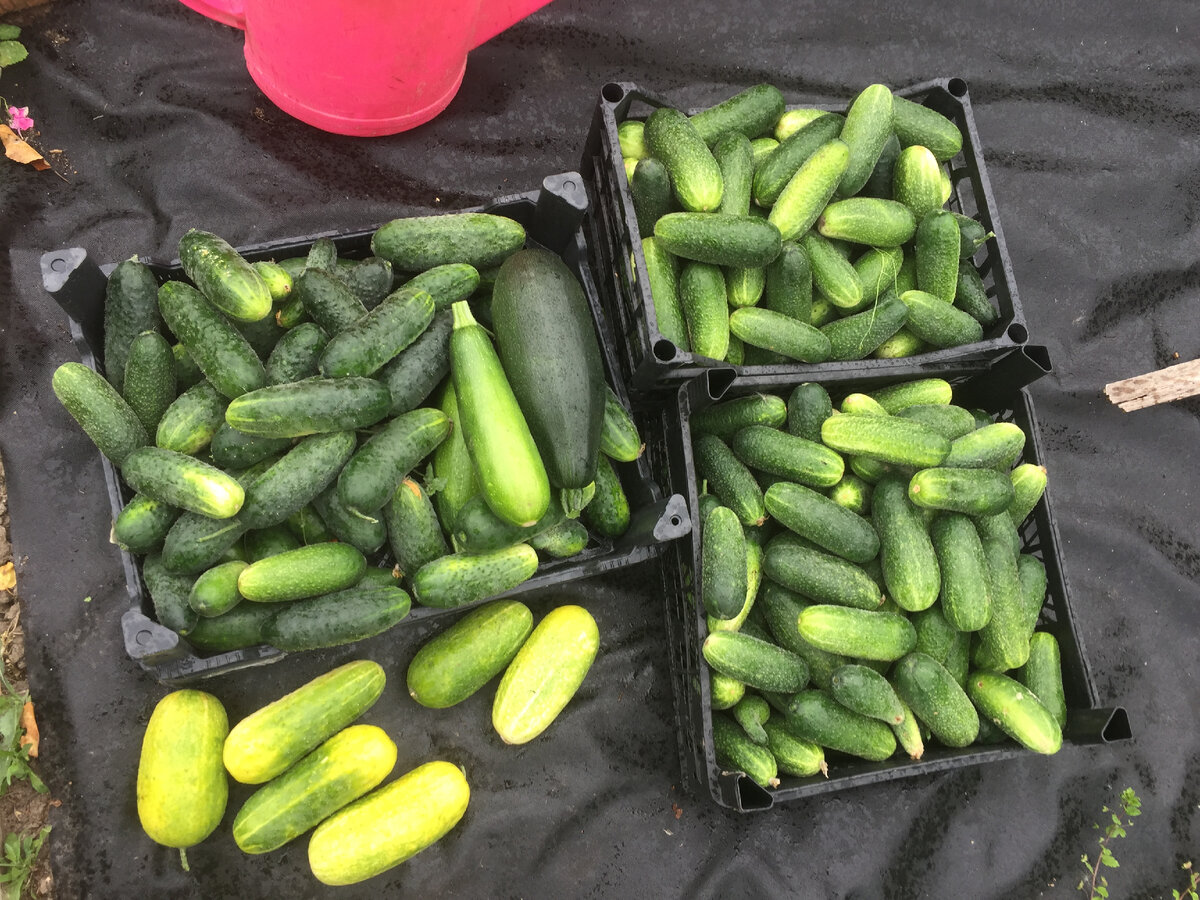 Столько собрали с 20 кустов после 3х недельного отсутствия. И кабачки.
