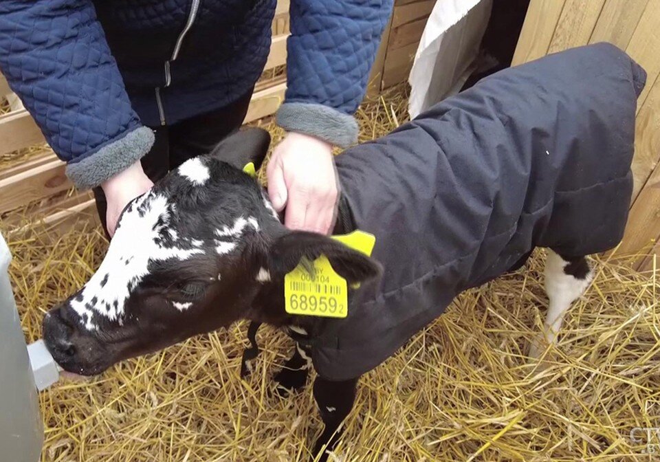     В таких жилетках телятам тепло и они меньше болеют. Фото: ctv.by