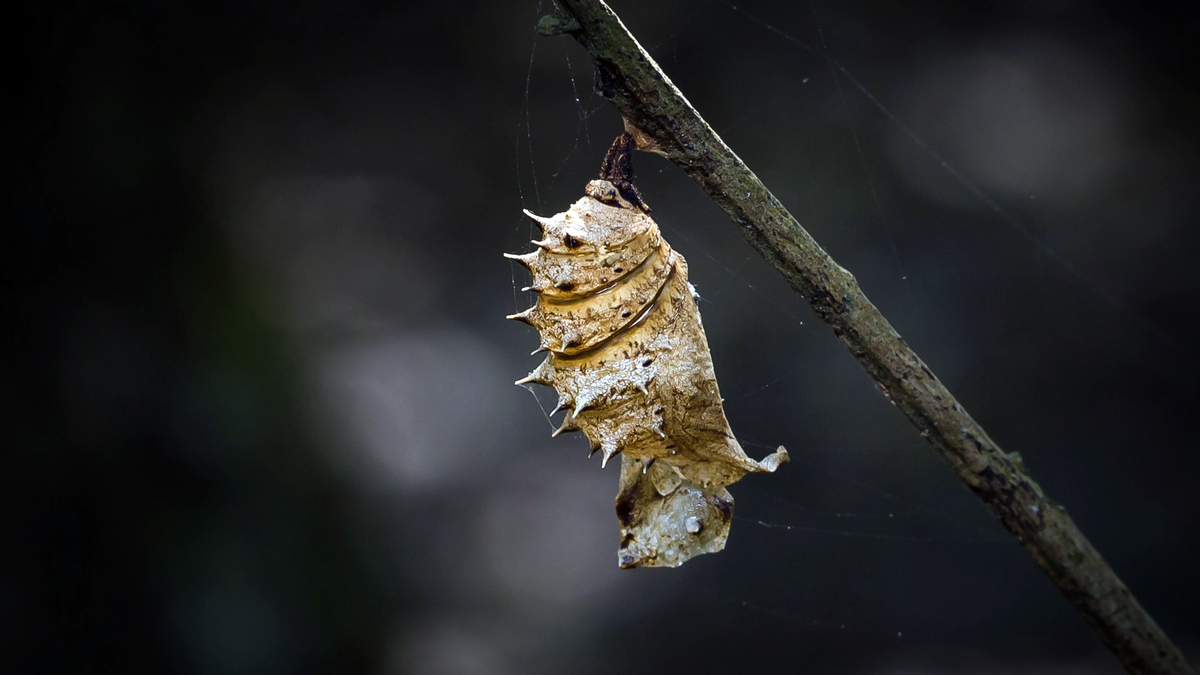 Куколка лугового мотылька