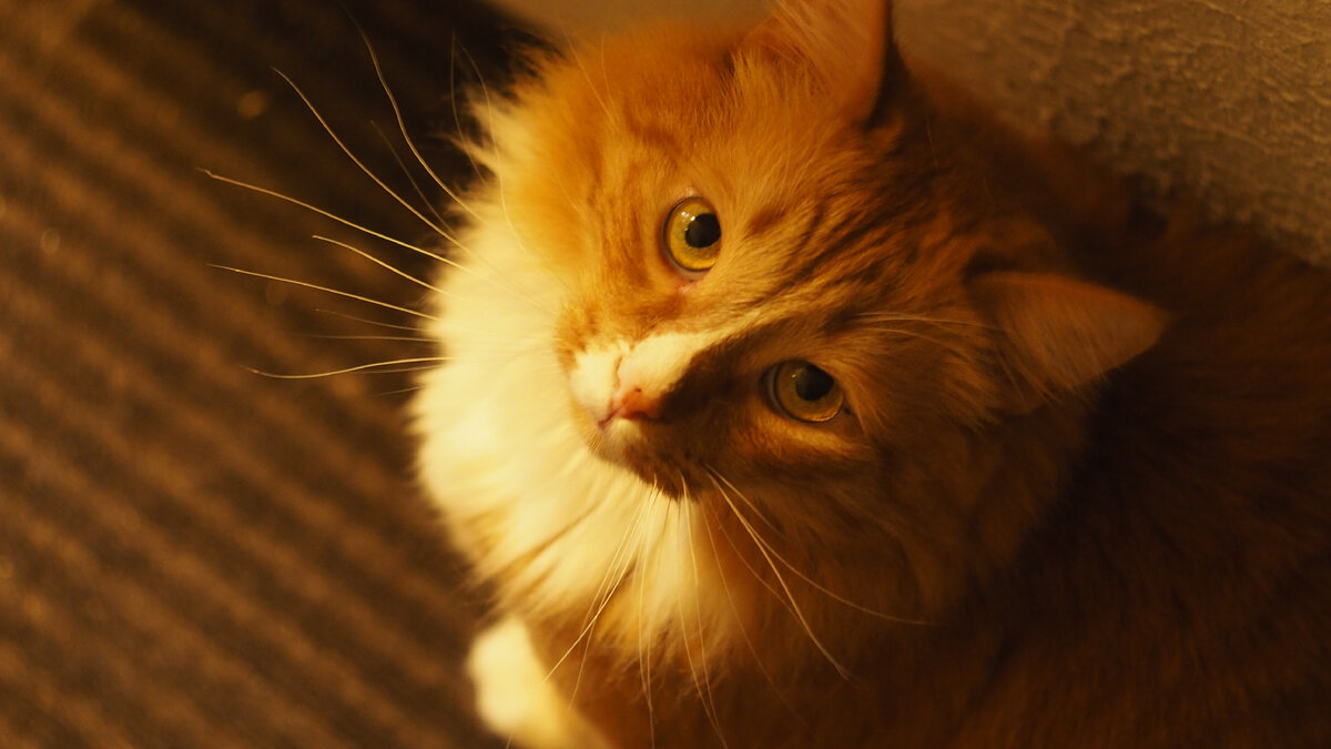 Мой красавец кот Гефест